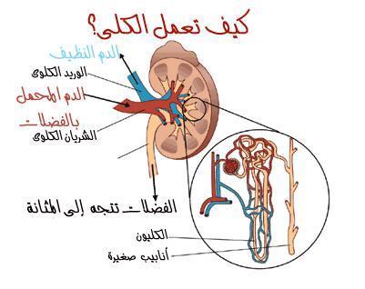 الكلى: وظائفها وأسباب فشلها