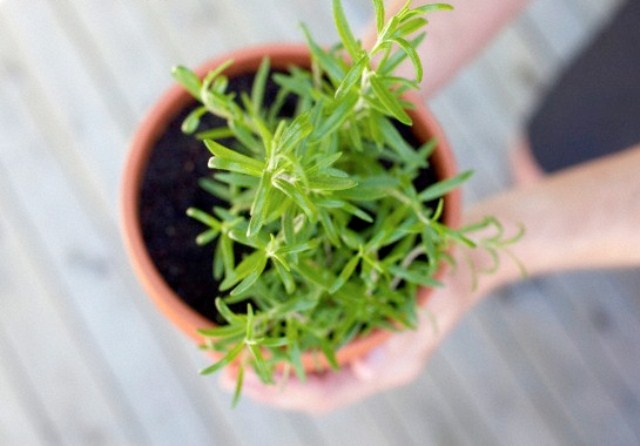 Plant, Potted Plant, Vase