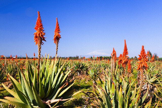 Plant, Aloe, Agavaceae