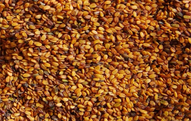 اضرار حب الرشاد للحامل