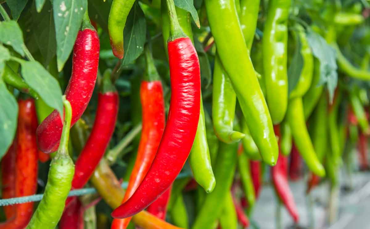 حقائق ومعلومات غريبة عن بعض الاطعمة