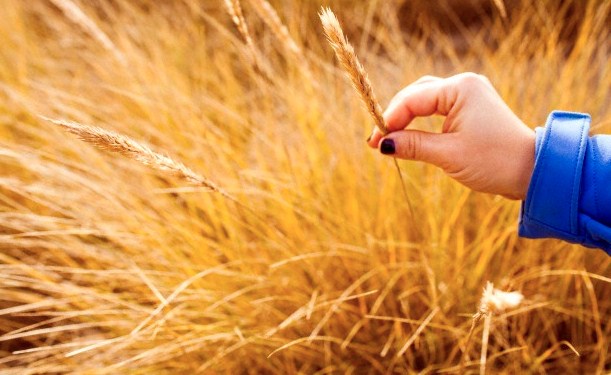 Plant, Grain, Produce