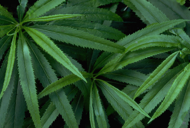 Plant, Leaf, Hemp
