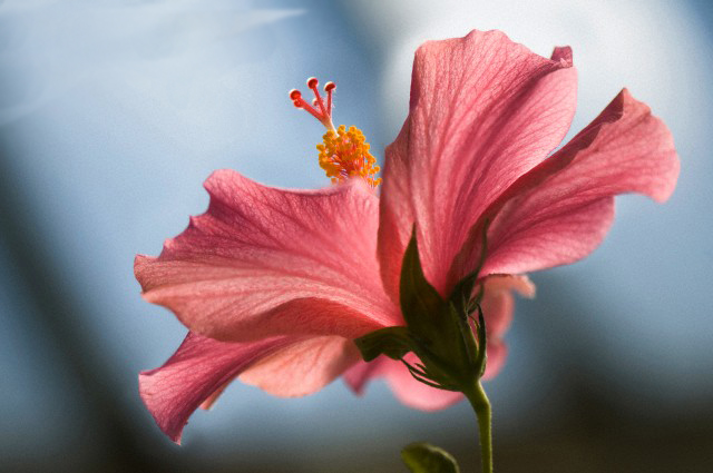 Plant, Flower, Blossom