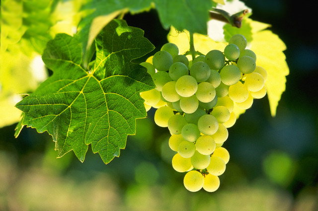 Plant, Grapes, Fruit