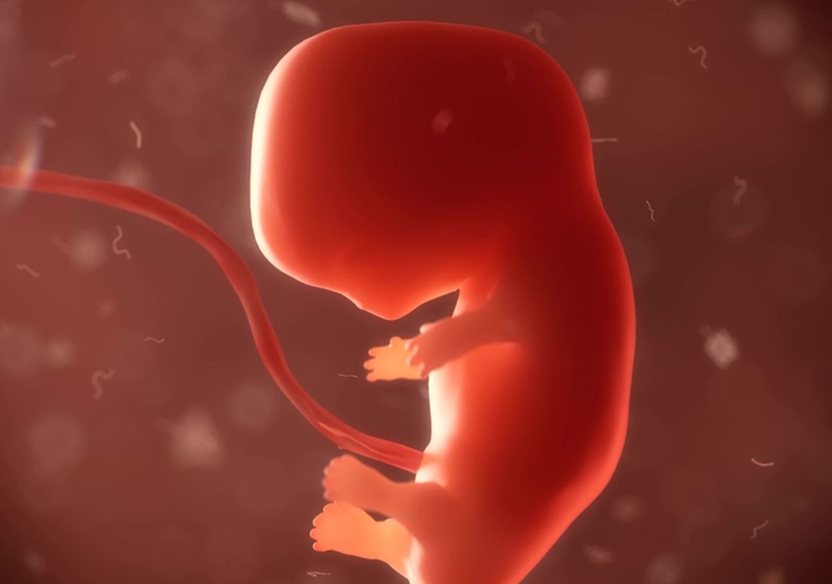 بالفيديو  كيفية تكوين الجنين خلال اول اسبوعين من الحمل