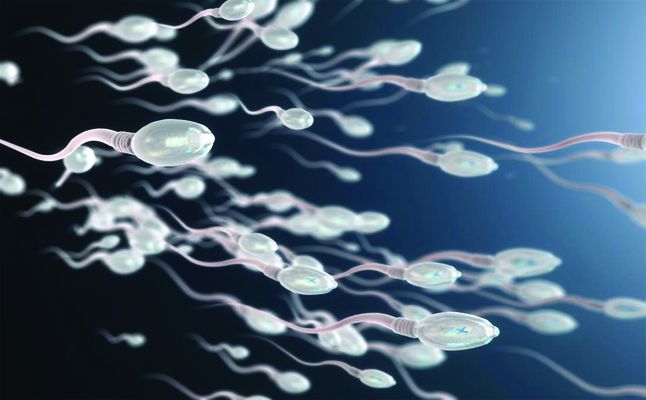 كم ساعة تعيش النطفة الذكرية