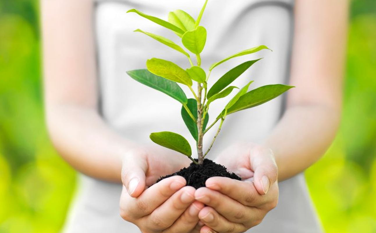 موضة زراعة المشيمة بعد موضة تناولها