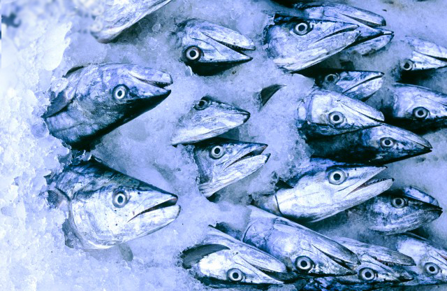 Fish, Animal, Coho