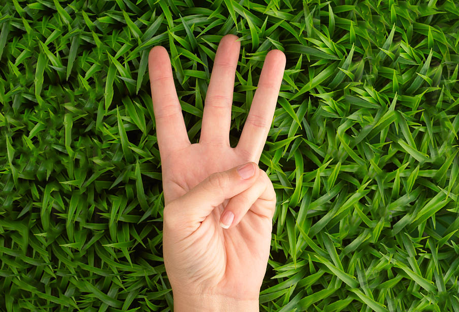 Grass, Plant, Person