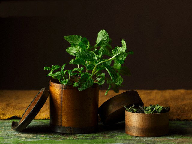 Potted Plant, Plant, Vase