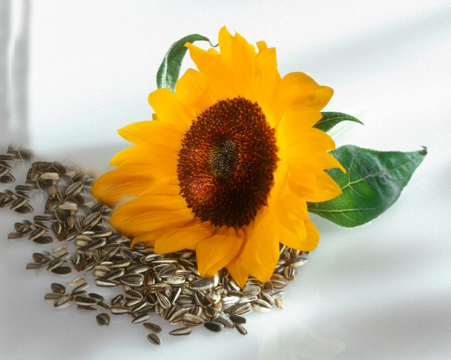 Plant, Flower, Blossom