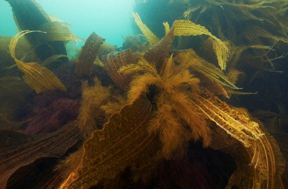 Seaweed, Painting, Art