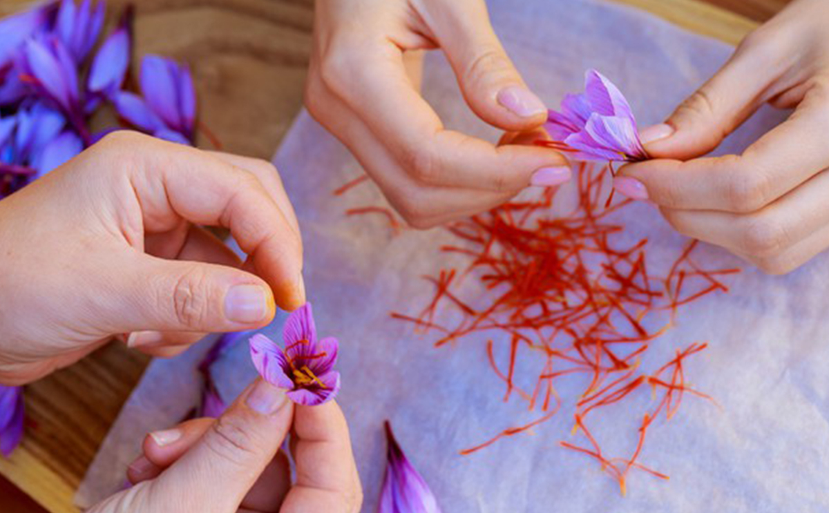 هل الزعفران يضر الحامل وما هي فوائده عليها؟