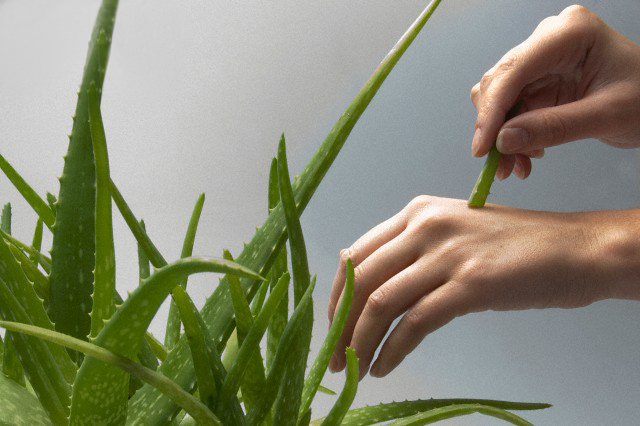 Person, Human, Plant