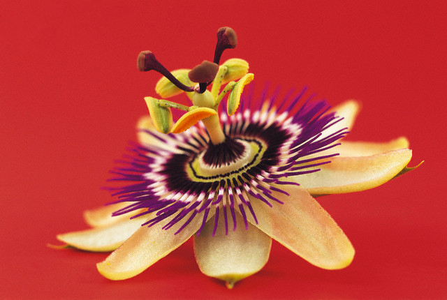 Plant, Pollen, Petal