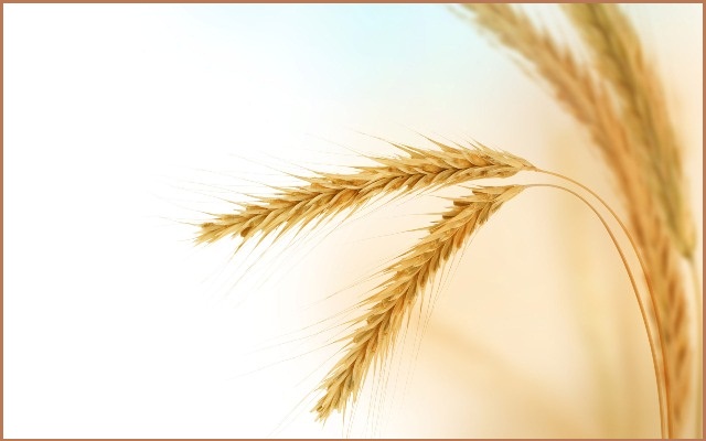 تأثير الداء البطني في الخصوبة والحمل