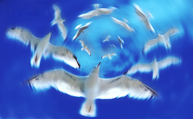Seagull, Animal, Bird