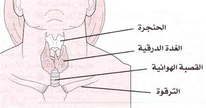 ما هو تأثير الغدة الدرقية على الحمل؟