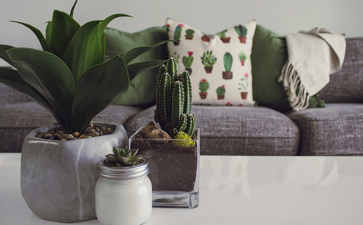 Plant, Furniture, Jar