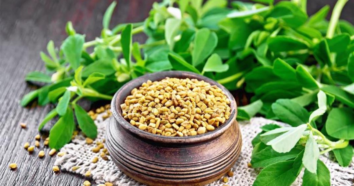 عشبة الحلبة