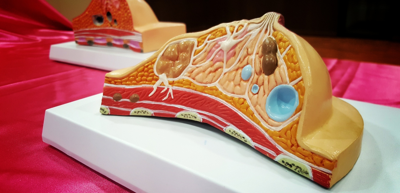 مقطع نفصيلي لثدي الأنثى