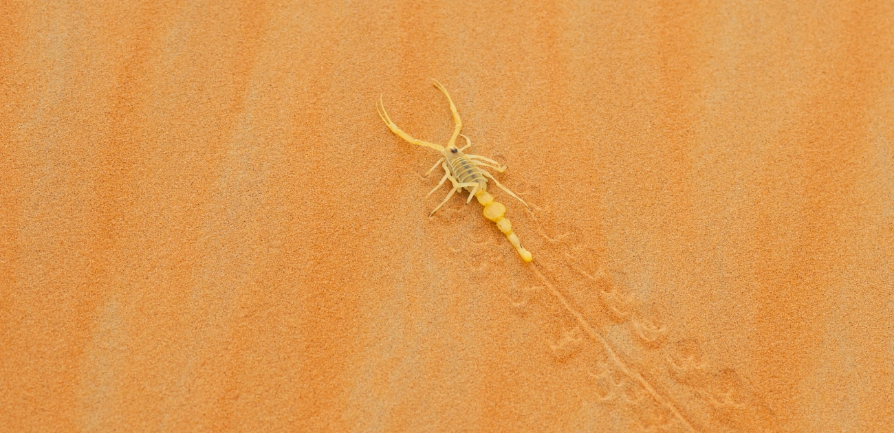 عقرب أصفر على رمال