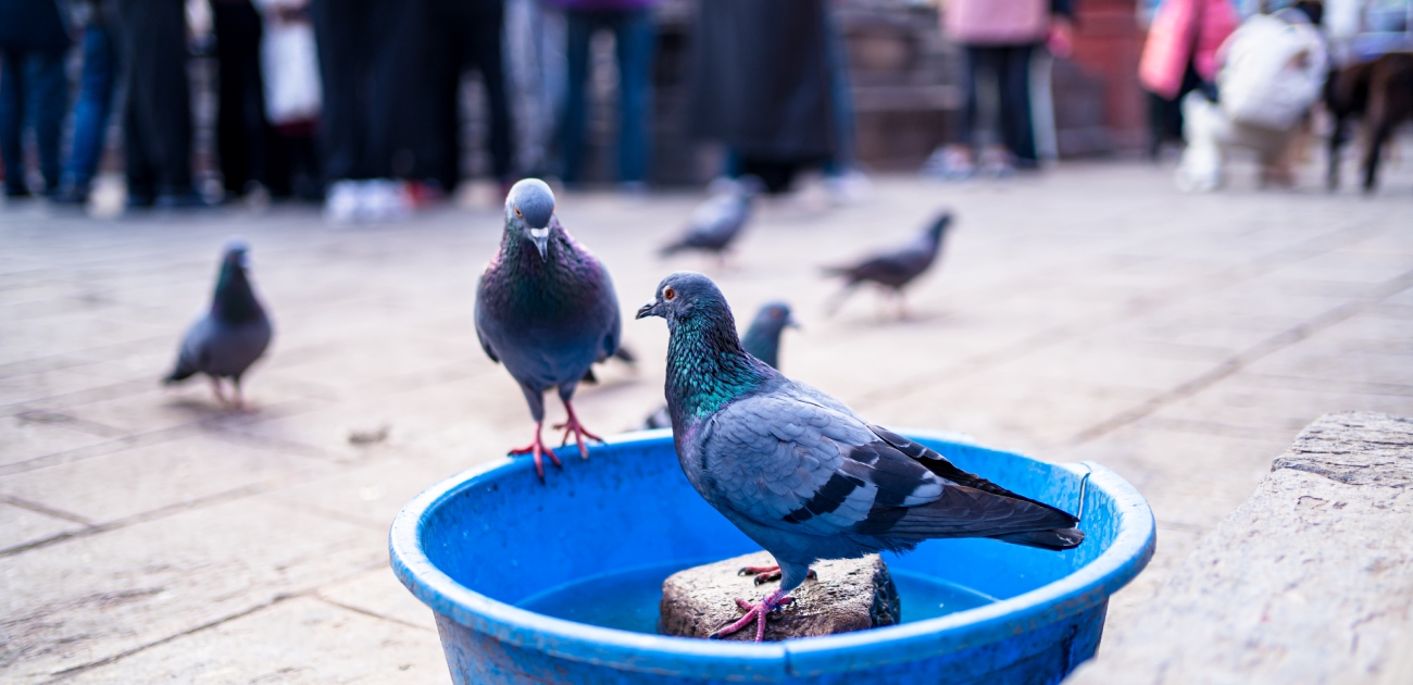 حمام
